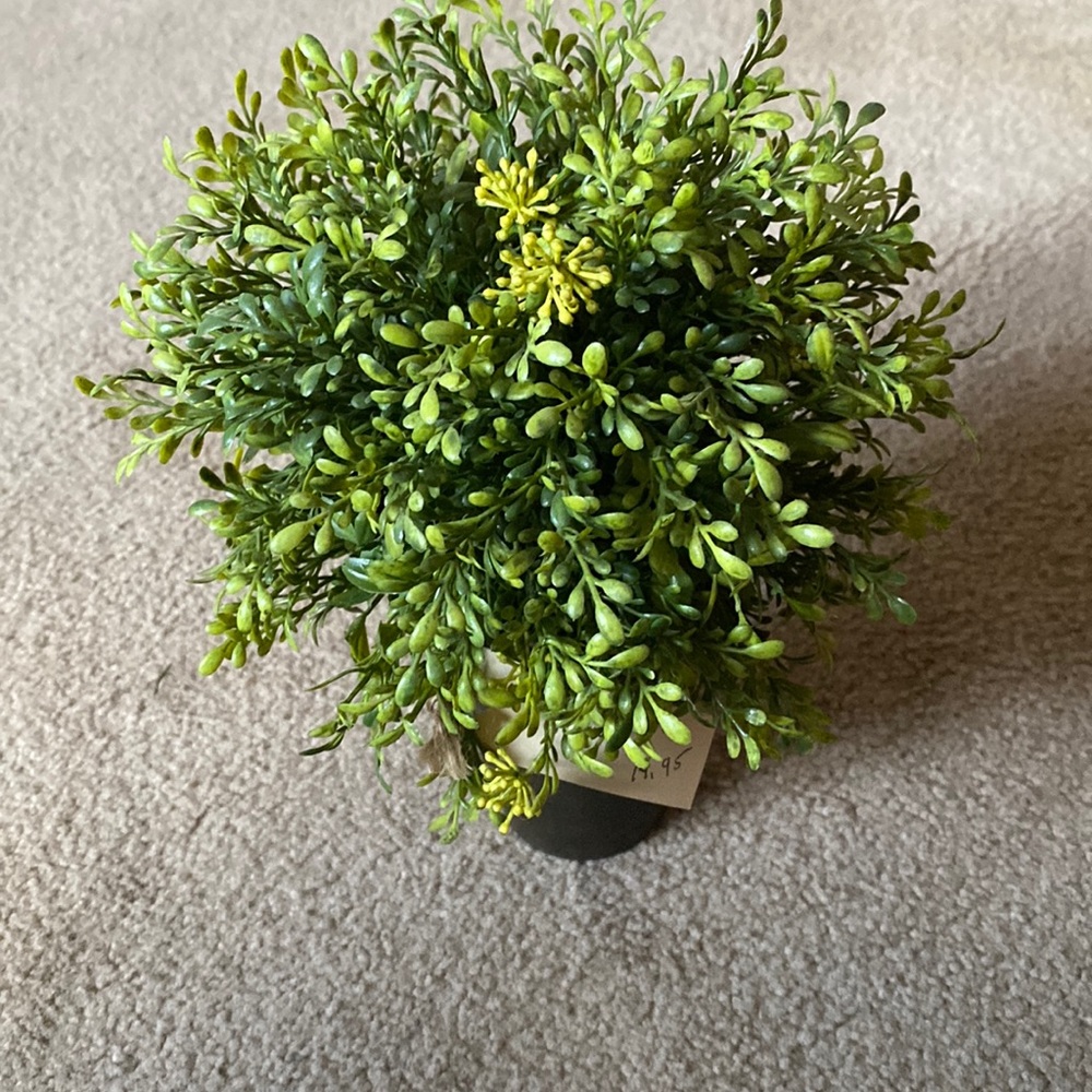 Potted Greenery